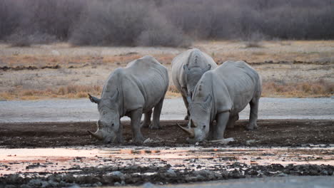 Breitmaulnashorn-Trinkt-Am-Wasserloch-Im-Khama-Rhino-Sanctuary,-Botswana-Bei-Einem-Sonnenuntergang---Mittlerer-Schuss