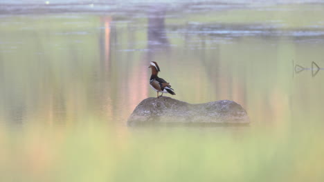 British-wildlife-male-mandarin-duck-species-on-rock