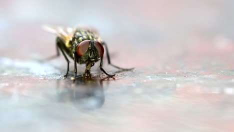 A-Housefly-feeding-from-leftovers-on-a-kitchen-counter