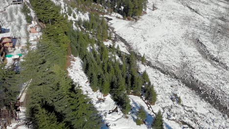 Aerial-Flyby-shot-of-Large-Pine-trees-near-Beas-River-covered-with-Snow-patches-during-a-Winter-Morning-in-Manali,-Himachal-Pradesh-shot-with-a-drone-in-4k