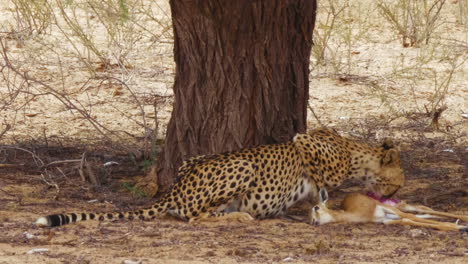 Der-Südostafrikanische-Gepard-Ernährt-Sich-Von-Einem-Frischen-Fang,-Während-Er-Die-Umgebung-Beobachtet