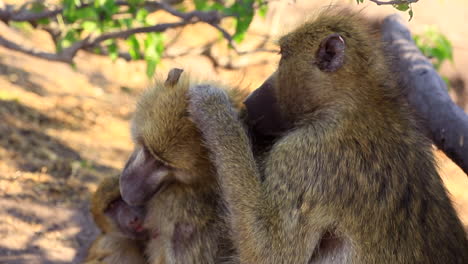 Adult-Chamca-Baboon-grooms-his-mate-holding-an-infant,-close-up