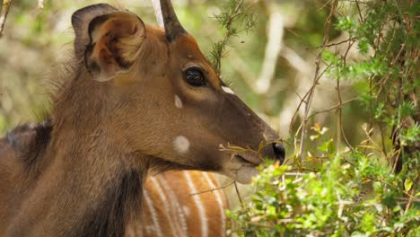 Nahaufnahme-Einer-Männlichen-Nyala-Antilope,-Die-Sich-Von-Nahe-Gelegenem-Laub-Ernährt