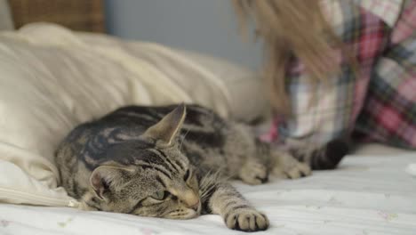 Young-tabby-cat-has-to-share-bed-with-human-wide-shot