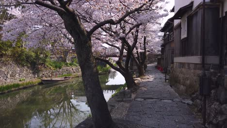 Cherry-blossom-petals-falling-over-beautiful-Japanese-canal-scene