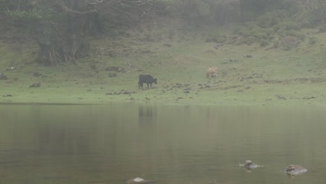 Gran-Tiro-Vacas-Pastoreando-Con-Niebla-Viajan-A-Lo-Largo-Del-Bosque-De-La-Laguna,-Isla-De-Madeira