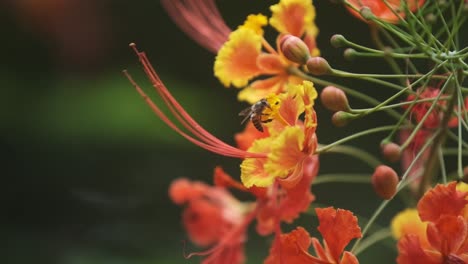 Kleine-Honigbiene-Schwebt-Herum,-Nachdem-Sie-Eine-Leuchtend-Rote-Und-Gelbe-Blume-In-Zeitlupe-Gefüttert-Und-Bestäubt-Hat