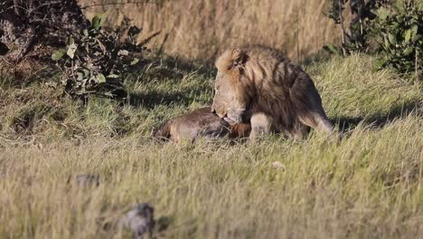 Male-African-Lion-grooms-himself-quietly-on-the-Botswana-savanna