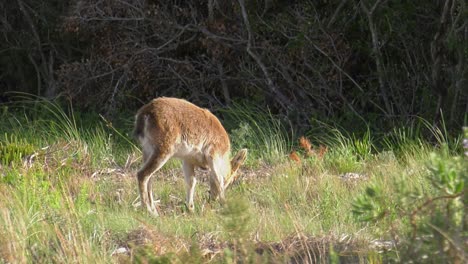 Junge-Iberische-Ibex-wildziege,-Die-In-Der-Wildnis-Füttert