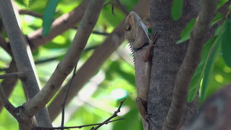 Large-Lizard-on-the-Side-of-a-Tree-in-the-Breeze