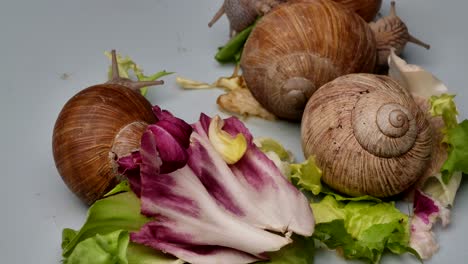 Time-Lapse-shot-Of-Snail-family-Eating-Fresh-Vegetables,close-up-view