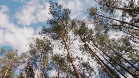Crown-of-trees-against-the-blue-sky-in-Poland