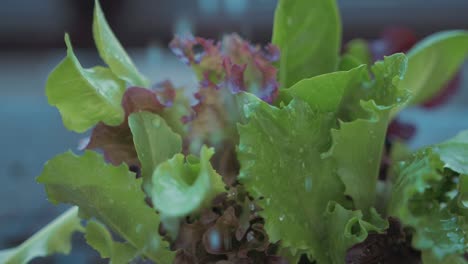 Water-droplets-falling-onto-lush-lettuce-slow-motion