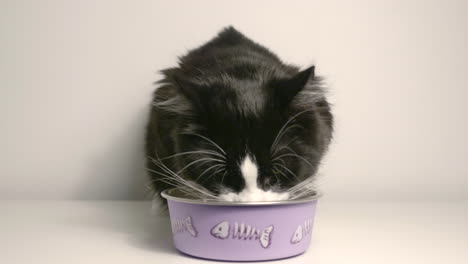 Eine-Schwarz-weiße,-Pelzige-Katze,-Die-Ihr-Essen-Auf-Einer-Violetten-Metallschüssel-Isst---Nahaufnahme