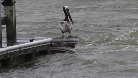 Brown-pelican-stands-on-edge-of-dock-with-violent-current-and-waves