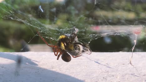 Spider-in-web-wrapping-bumble-bee-prey