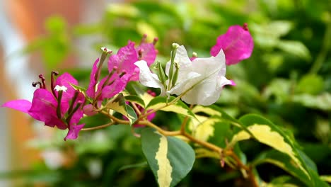 Papierblumen-Oder-Bougainvillea-Sind-Beliebte-Zierpflanzen