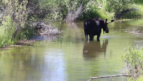 Bull-moose-crouching-in-the-water-to-slurp-and-chew-on-greenery