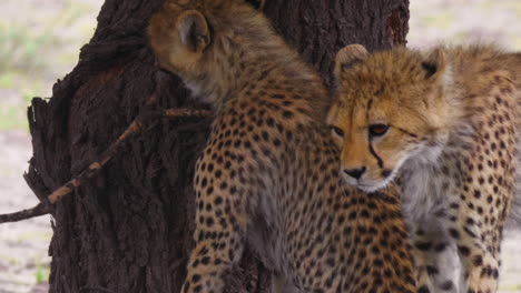 Gepardenbabys-Treten-Das-Andere-Junge,-Während-Sie-Auf-Dem-Boden-Liegen,-Im-Deception-Valley,-Kalahari-Game-Reserve,-Botswana