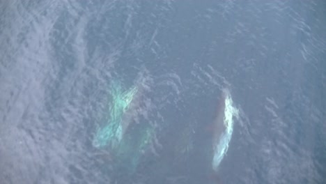 Bottlenose-dolphins-using-the-steam-of-a-cargo-vessel