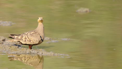 Chestnut-Bellied-Sandgrouse-male-bird-drinking-water-on-a-hot-summer-afternoon