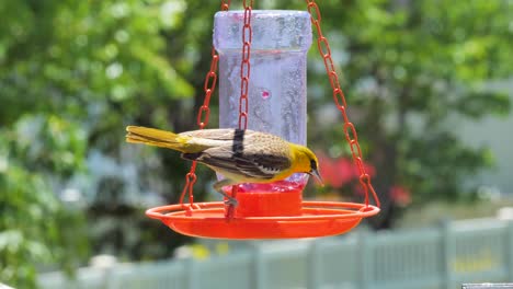 Bullock's-oriole-climbs-aroung-a-jelly-feeder-to-get-a-meal