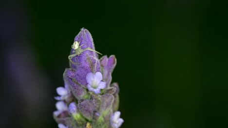 Eine-Thomisidae-spinne,-Die-Auf-Einer-Wunderschönen-Lavendelblüte-Mit-Verschwommenem-Grünem-Hintergrund-Sitzt---Nahaufnahme