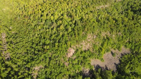 Aerial-view-of-a-National-forest-during-golden-hour-in-Minnesota-during-summer