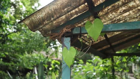 Heart-shaped-leaf-Vine-wrapped-around-temporary-open-shed-structure-backlit-hand-held