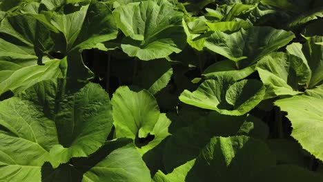 Large-green-leaves-seen-in-a-dense-garden-cluster-of-petasites-japonicus