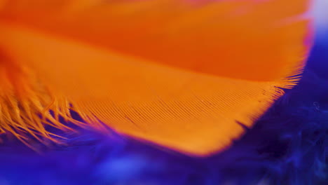 Close-up-pan-across-vibrant,-colorful-feathers