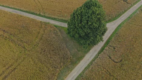 A-lonely-green-tree-in-focus-of-a-drone-while-flying-away-with-keeping-the-camera-still-directed-at-the-natural-scenery