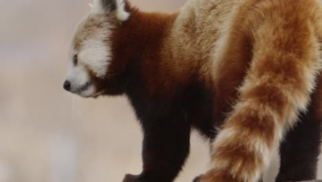 Roter-Panda-Schüttelt-Fell-Super-Zeitlupe-120fps