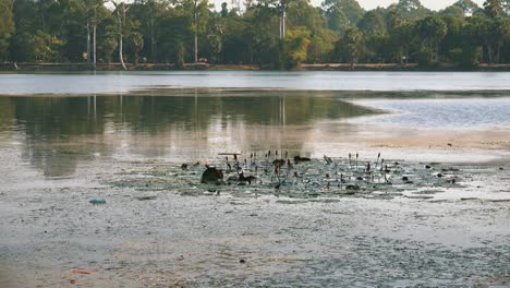 Weggeworfener-Müll-Und-Flaschen-Zwischen-Den-Seerosen-Im-Graben-Von-Angkor-Wat