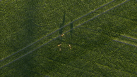 Aerial-top-down-view-of-a-pack-of-deer,-grazing-on-a-green-wheat-field,-during-golden,-in-Porkkala,-Uusimaa,-Finland---Rangifer-tarandus-fennicus---Descending,-Screwdriver,-drone-shot