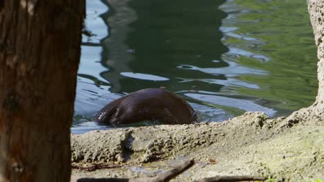 Otter-Schwimmt-Und-Geht-Dann-In-Zeitlupe-Mit-Epischem-Gewölbtem-Rücken-Unter-Wasser