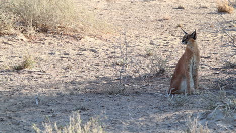 Gato-Caracal-Grande-Explora-El-Horizonte-En-Busca-De-Depredadores-O-Presas-En-Kalahari