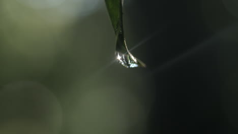 Drop-hanging-on-leaf,-blurred-background