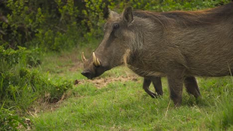 Profile-shot-of-warthogs-grazing-on-the-grasslands-of-Addo-National-Park,-South-Africa