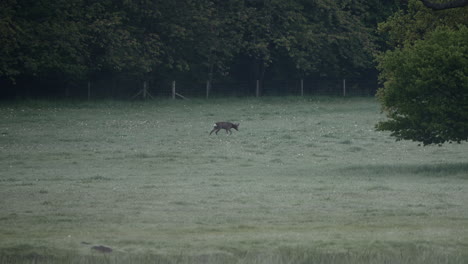 British-wildlife-deer-walking-foraging-in-the-wild-in-England-in-the-early-morning