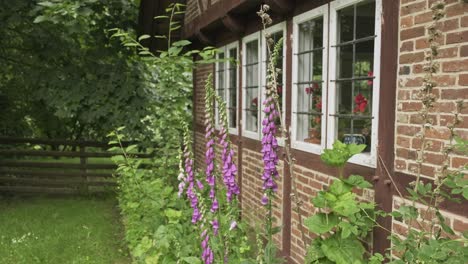 Row-of-blooming-pink-foxgloves-alongside-the-brick-wall-of-a-house-in-a-neatly-fenced-rural-garden-on-a-sunny-spring-day