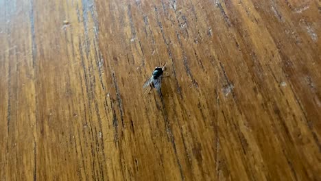A-fly-skitters-around-on-a-wooden-table