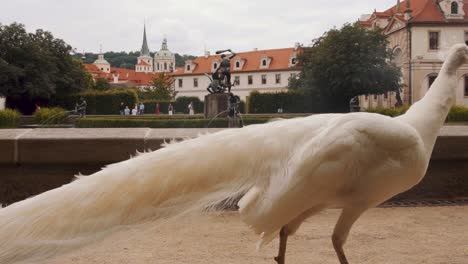 White-peacock-strolls-past-Wallenstein-Palace-gardens,-slow-motion