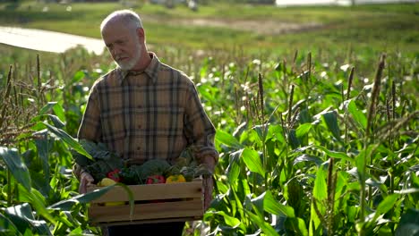 Close-up-farmer-is-holding-a-box-of-organic-vegetables-look-away-from-camera-at-sunlight-agriculture-farm-field-harvest-garden-nutrition-organic-fresh-portrait-outdoor-slow-motion