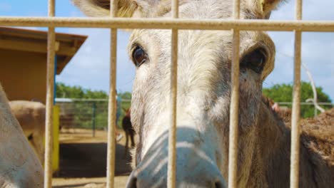 Cute-Donkey-Behind-The-Metal-Fence-And-Looking-At-The-Camera-In-Bonaire-On-A-Sunny-Day