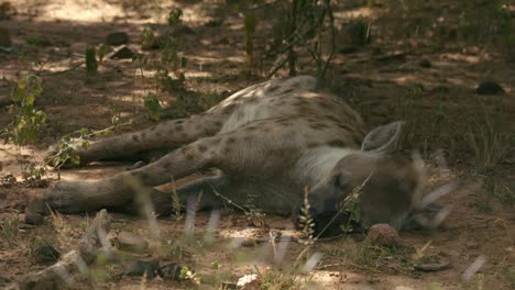 Spotted-Hyena-Sleeping-on-Ground-in-National-Park,-South-Africa
