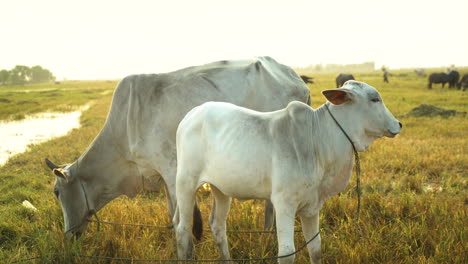 White-cattle-on-agriculture-field-at-golden-hour