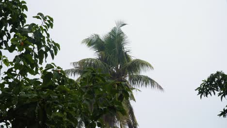 Rainy-day-in-island-jungle,-rainforest-during-light-drizzle,-bad-weather,-static
