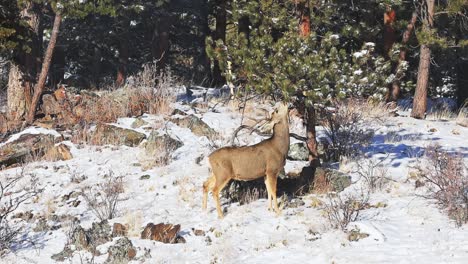 Mule-Deer-Buck,-Der-Im-Winter-In-Einem-Abgelegenen-Gebiet-Der-Colorado-Rocky-Mountains-Von-Niedrig-Hängenden-Kiefernzweigen-Weidet