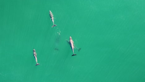 Drone-aerial-videography-following-swimming-dolphin-pod-in-crystal-clear-Pacific-Ocean-Central-Coast-NSW-Australia-4K